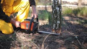 Professional Tree Removal Services in Sinking Spring, PA